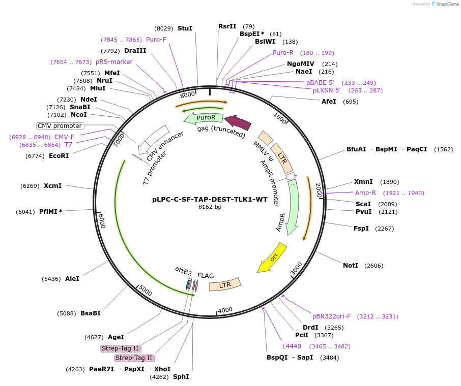 218829-plasmid-map-sequence-id-436653