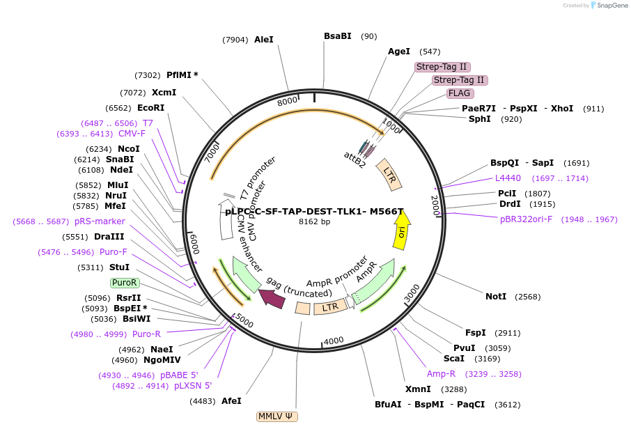 218831-plasmid-map-sequence-id-436656