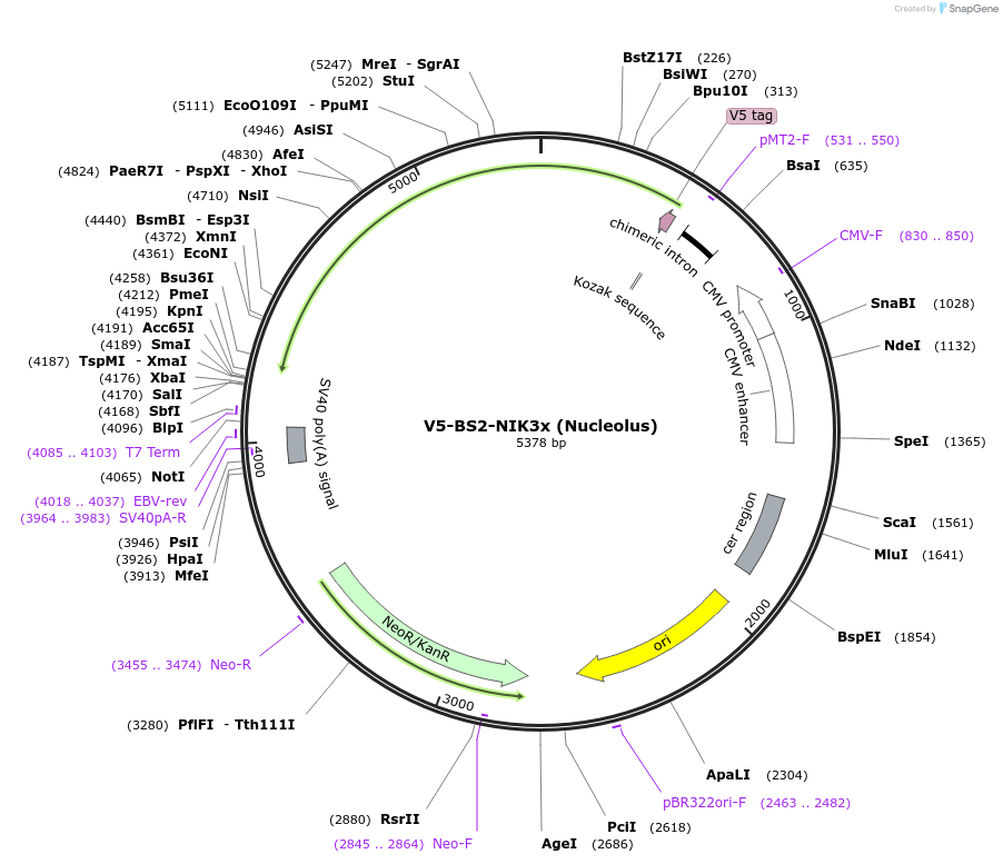 220346-plasmid-map-sequence-id-436659