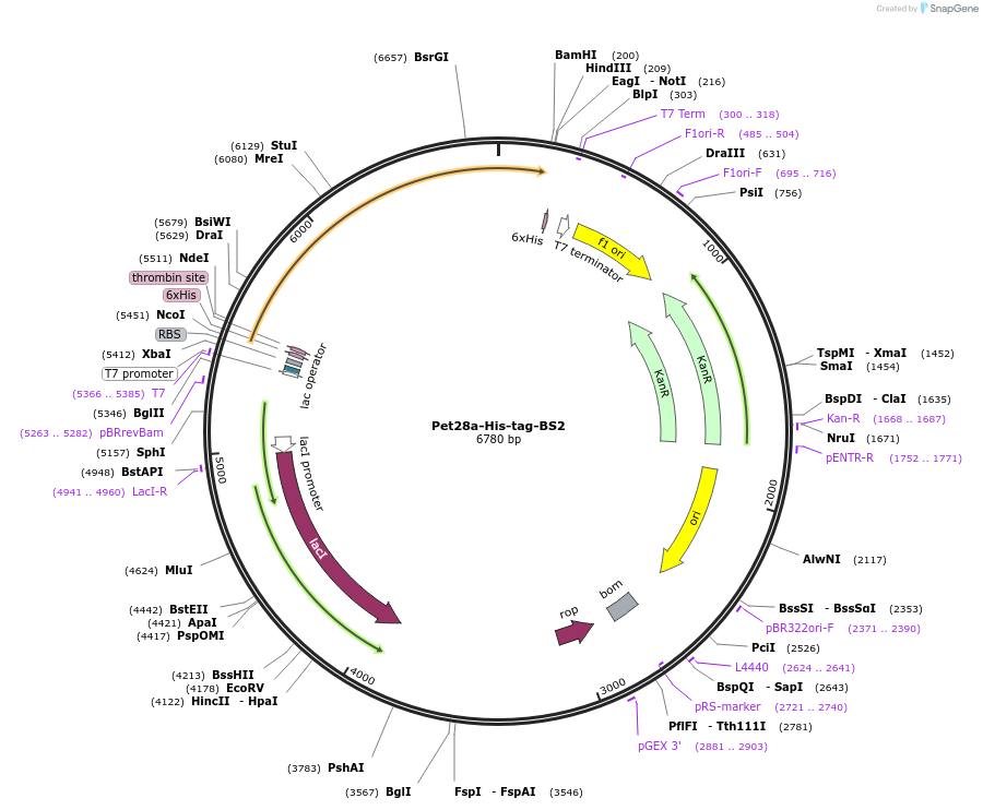 220347-plasmid-map-sequence-id-436661