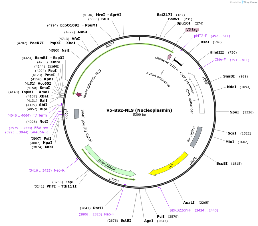 220342-plasmid-map-sequence-id-436663
