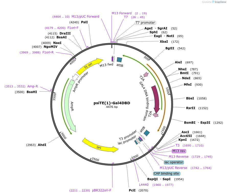 220453-plasmid-map-sequence-id-436673