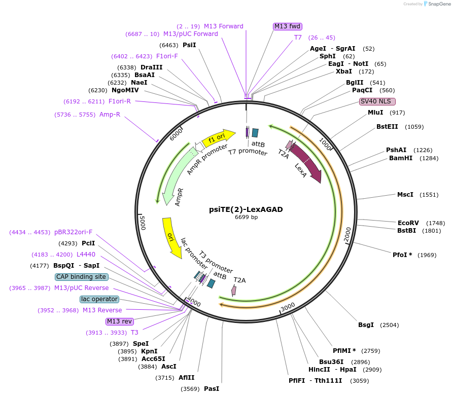 220460-plasmid-map-sequence-id-436674