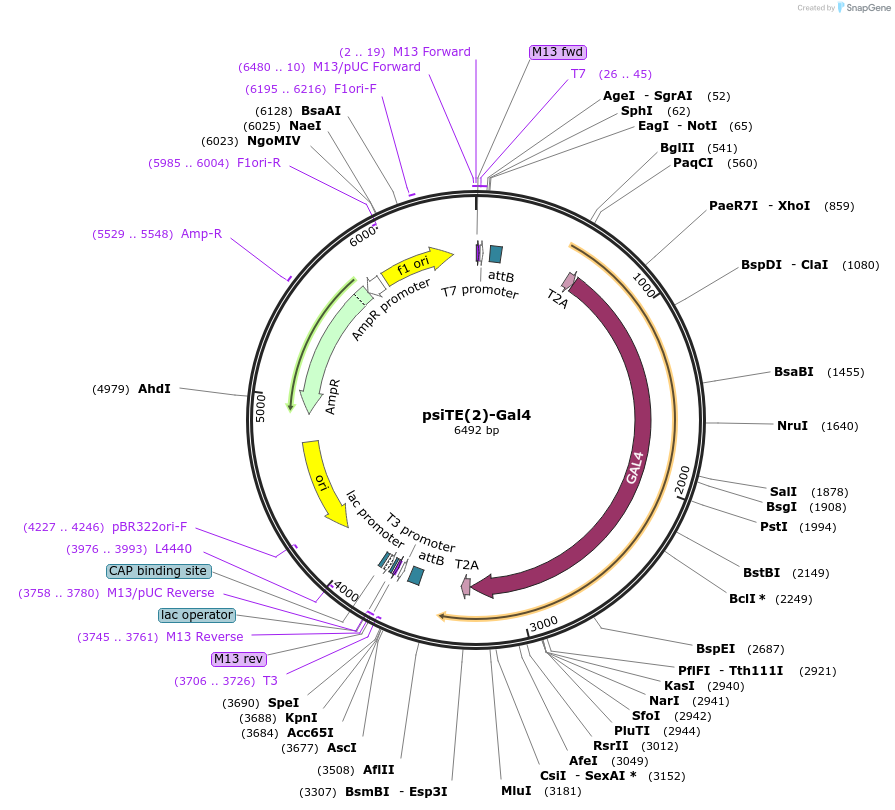 220451-plasmid-map-sequence-id-436675