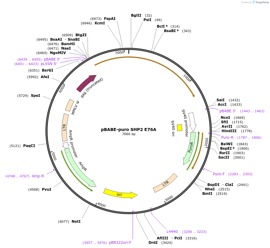 8331-plasmid-map-sequence-id-436690
