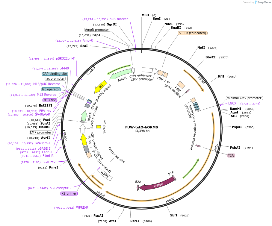 51543-plasmid-map-sequence-id-436691