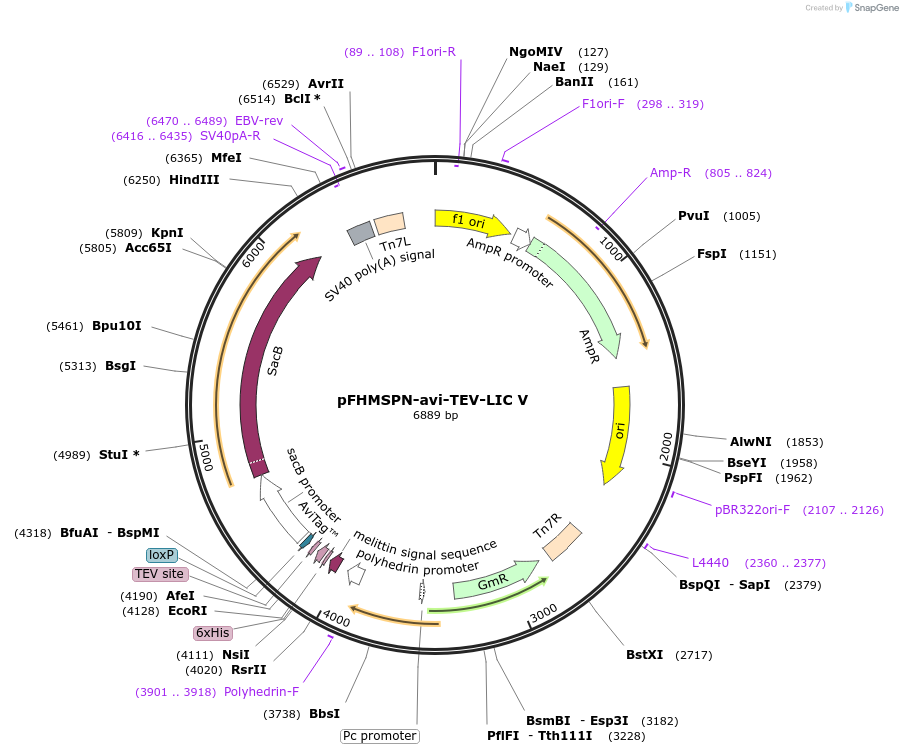 220885-plasmid-map-sequence-id-436698