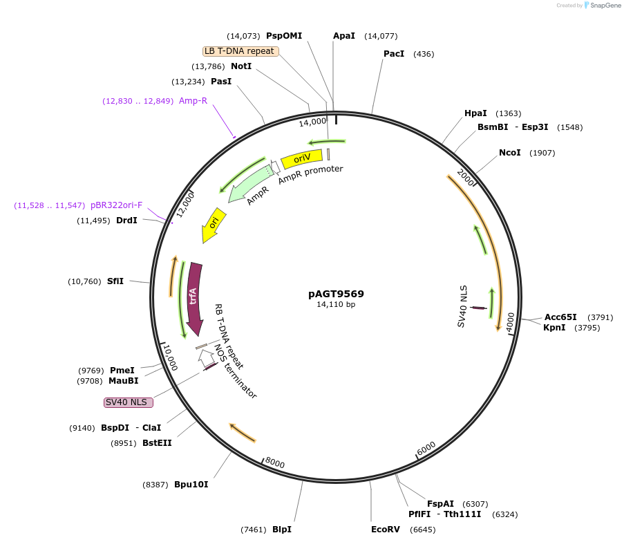 219431-plasmid-map-sequence-id-436703