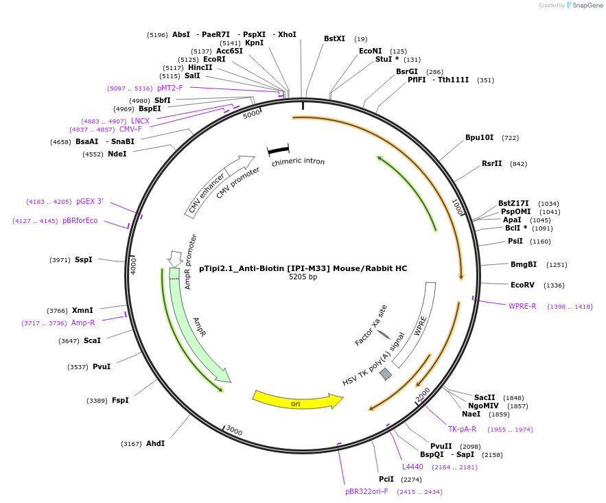 221349-plasmid-map-sequence-id-436706