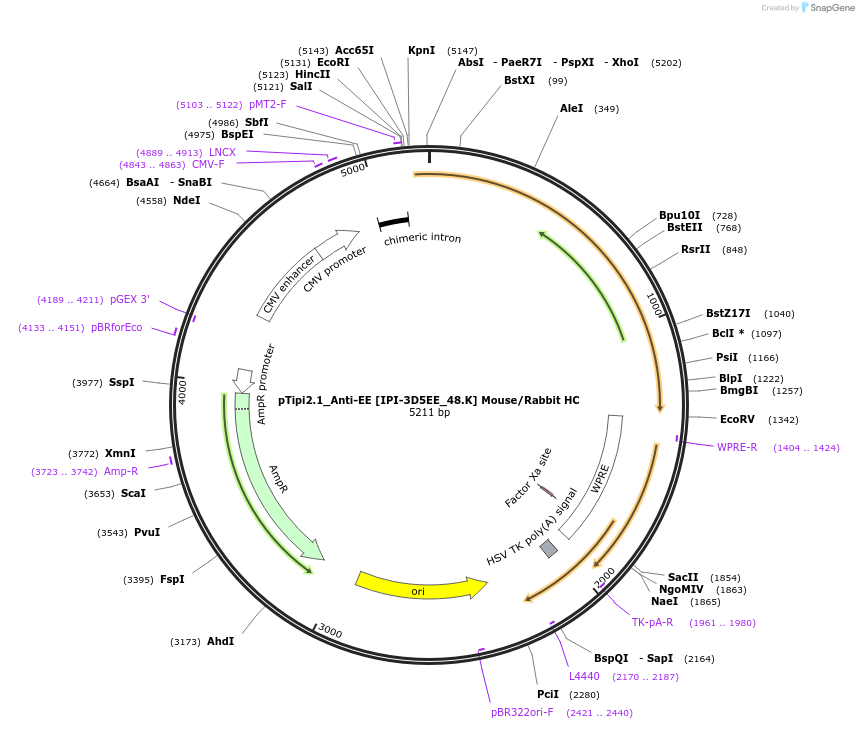 221351-plasmid-map-sequence-id-436779