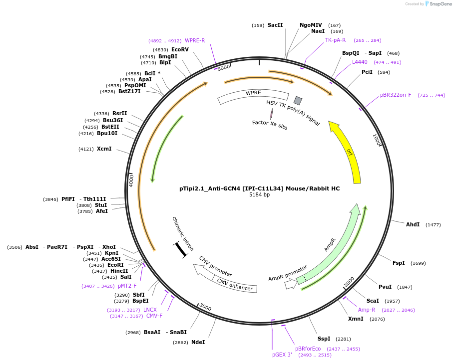 221353-plasmid-map-sequence-id-436802