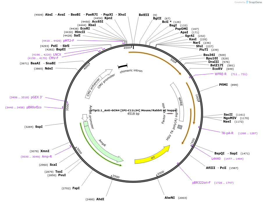 221354-plasmid-map-sequence-id-436804