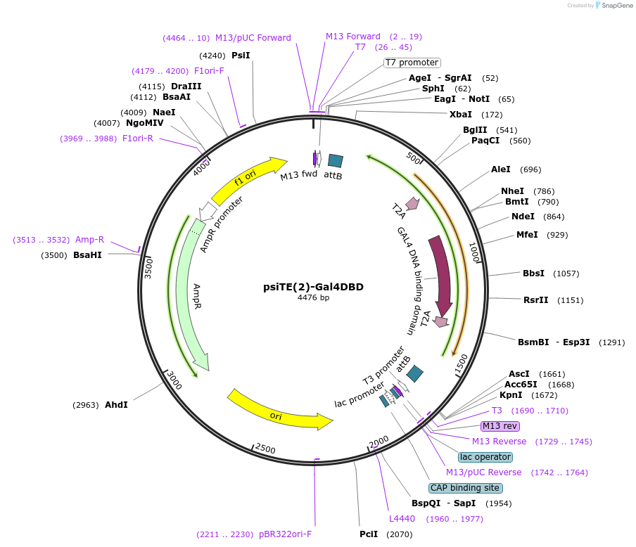 220454-plasmid-map-sequence-id-436806