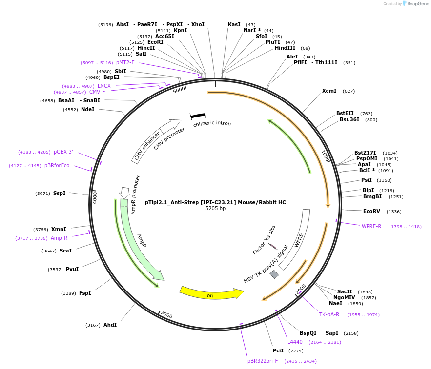 221355-plasmid-map-sequence-id-436811