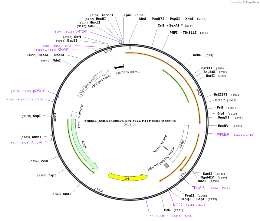 221357-plasmid-map-sequence-id-436816