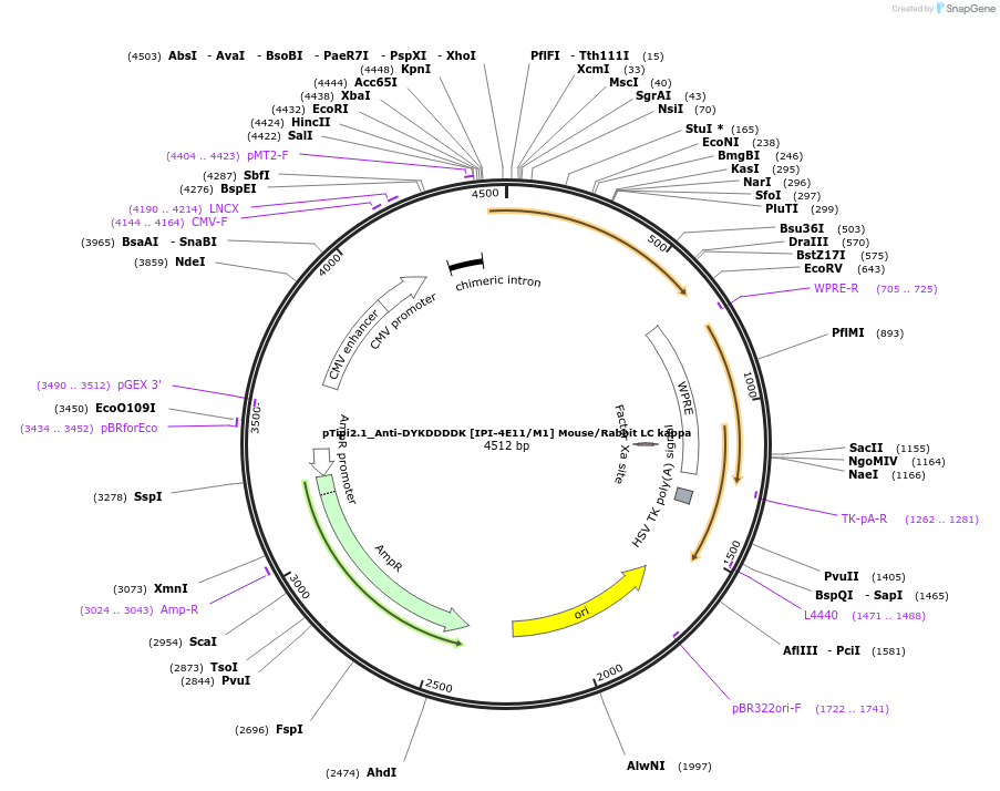 221358-plasmid-map-sequence-id-436819
