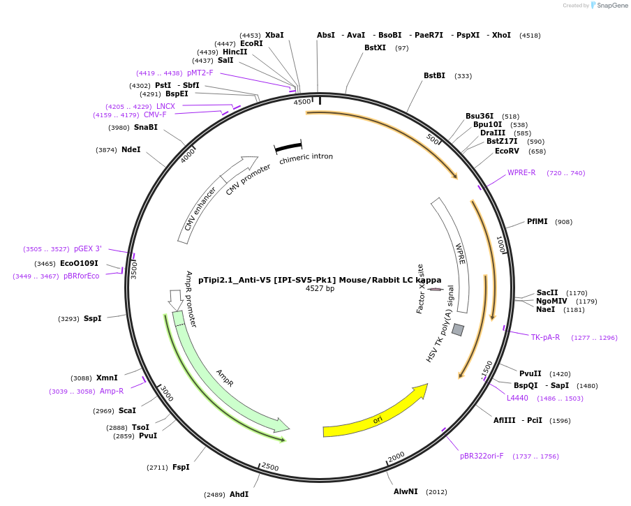 221360-plasmid-map-sequence-id-436821