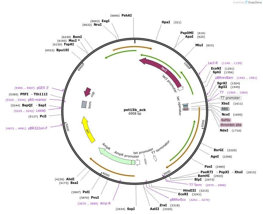 220229-plasmid-map-sequence-id-436823