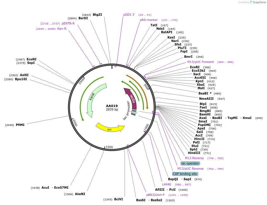 216039-plasmid-map-sequence-id-436825