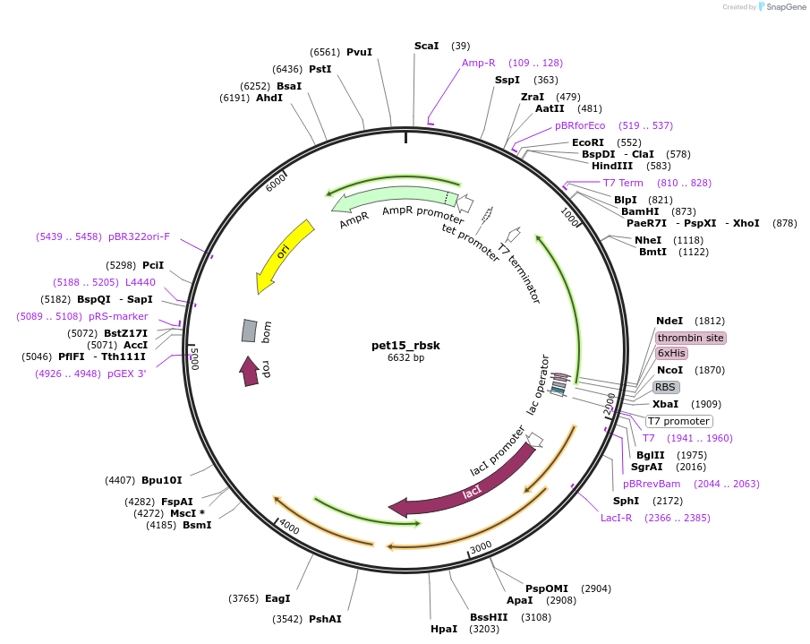 220227-plasmid-map-sequence-id-436827