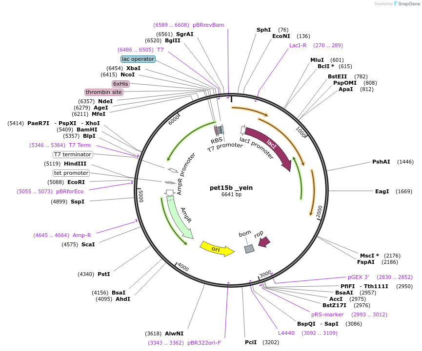 220226-plasmid-map-sequence-id-436829