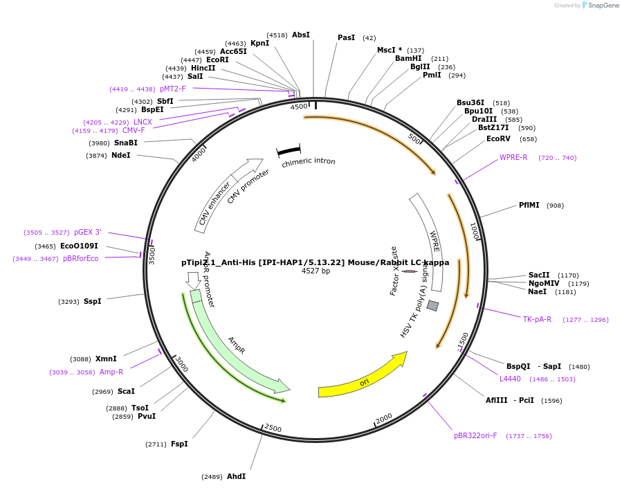 221364-plasmid-map-sequence-id-436832