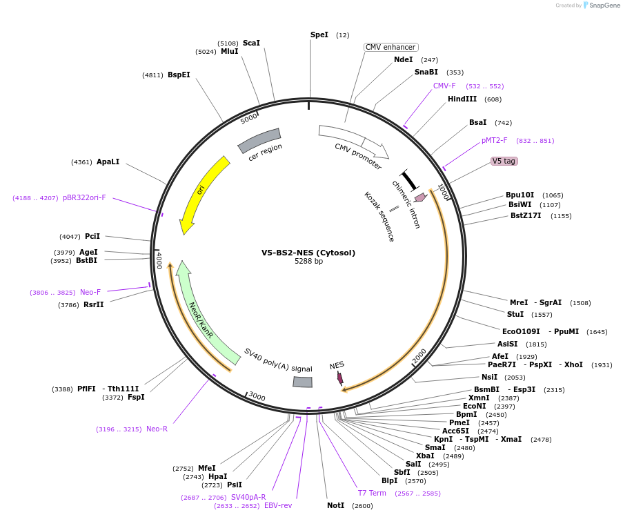 220341-plasmid-map-sequence-id-436846