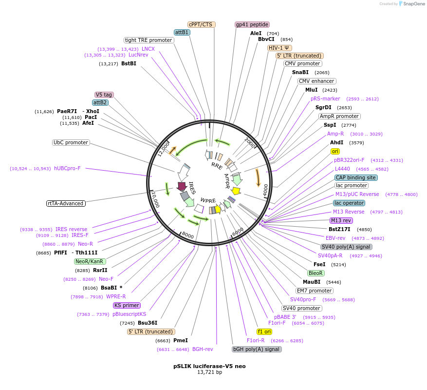 220364-plasmid-map-sequence-id-436883