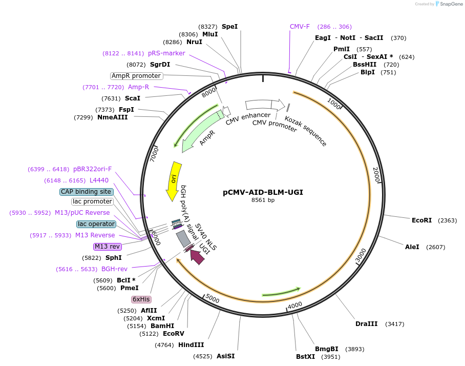221218-plasmid-map-sequence-id-436893