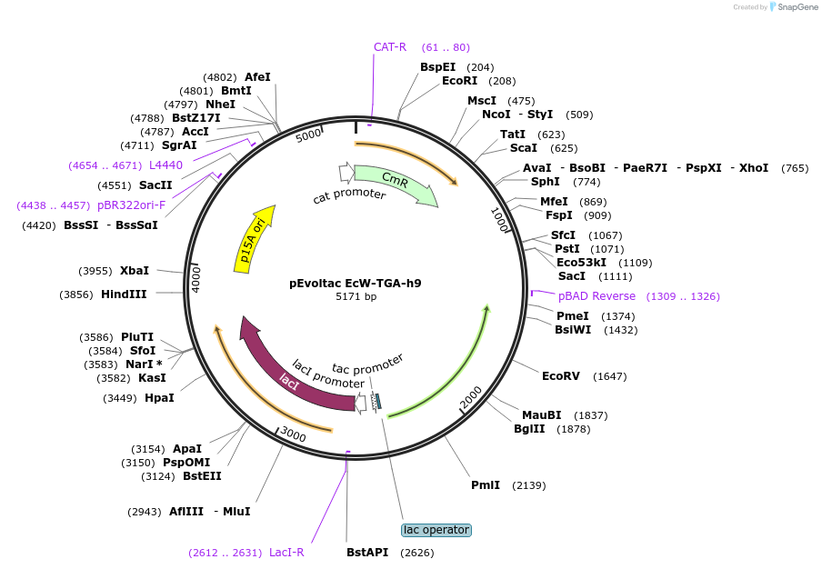218765-plasmid-map-sequence-id-436928