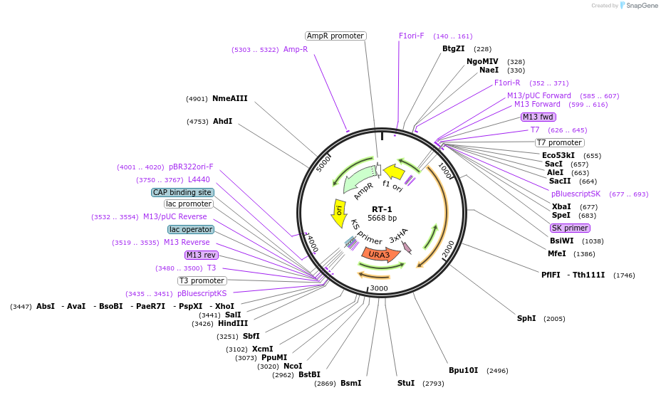 220434-plasmid-map-sequence-id-436929