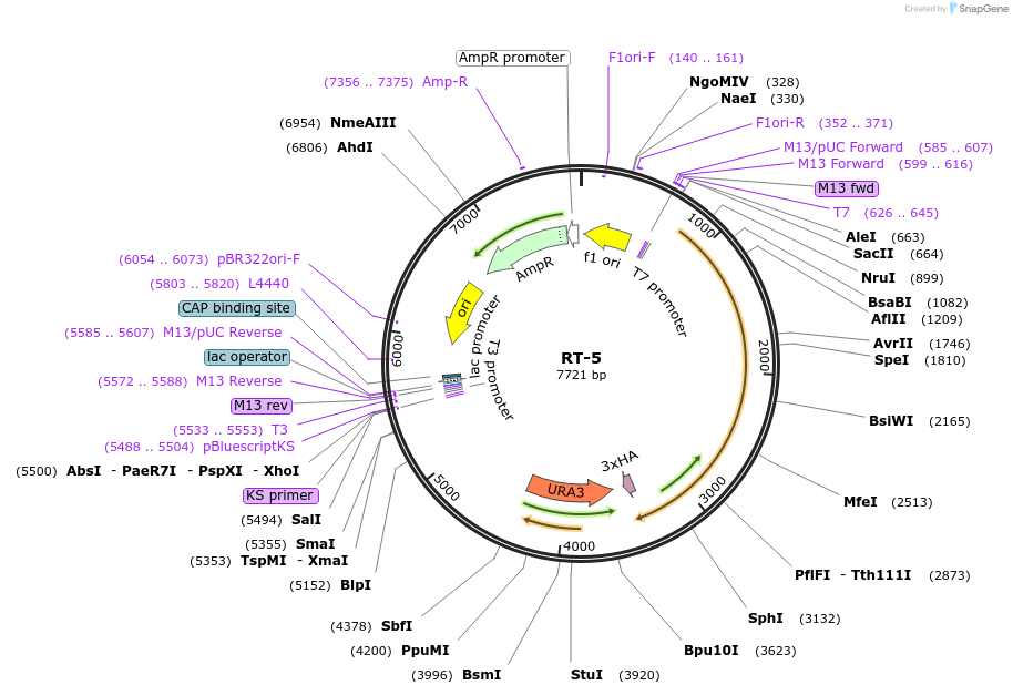 220442-plasmid-map-sequence-id-436947