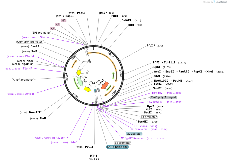 220440-plasmid-map-sequence-id-436951