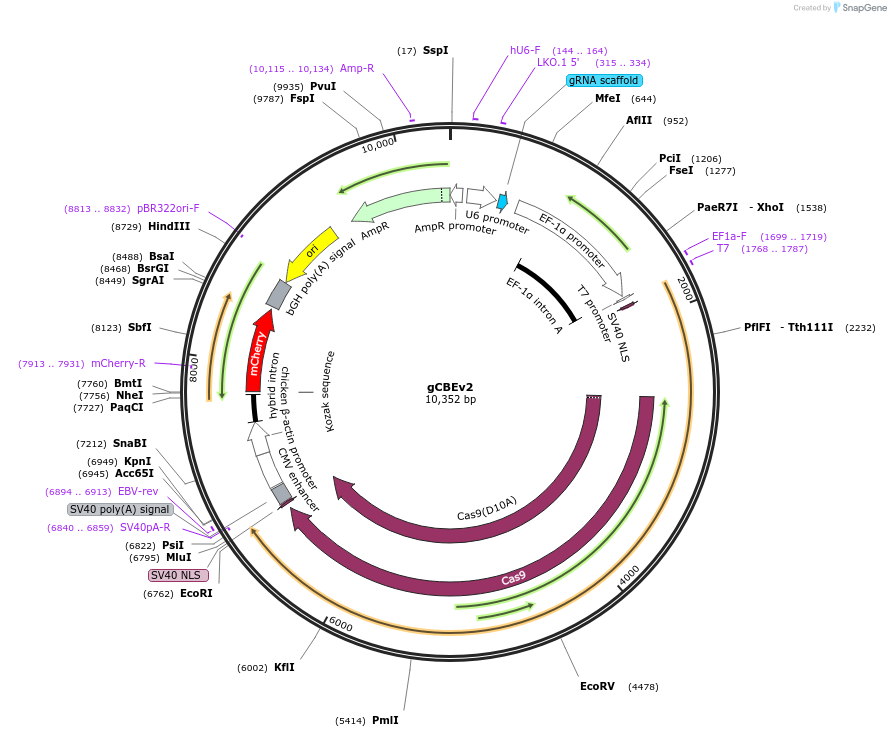 220617-plasmid-map-sequence-id-436955