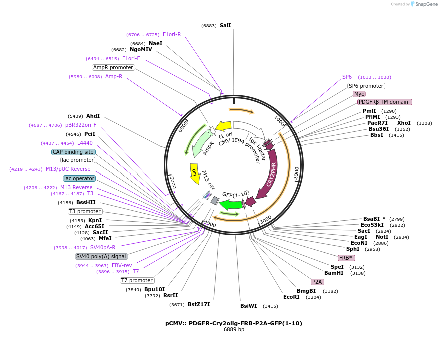 221776-plasmid-map-sequence-id-436957