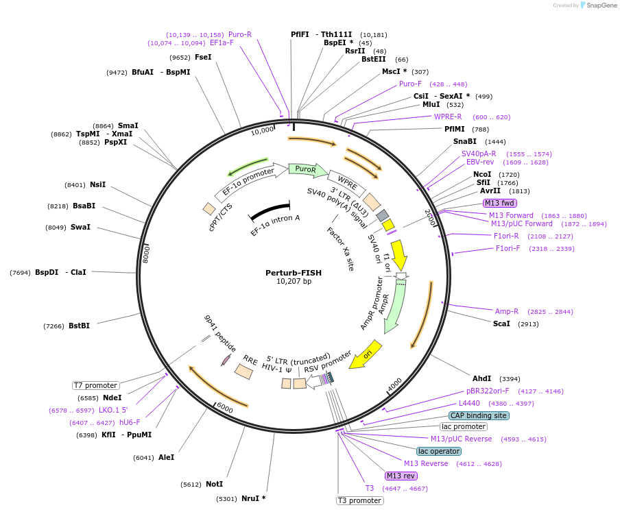 220626-plasmid-map-sequence-id-436964