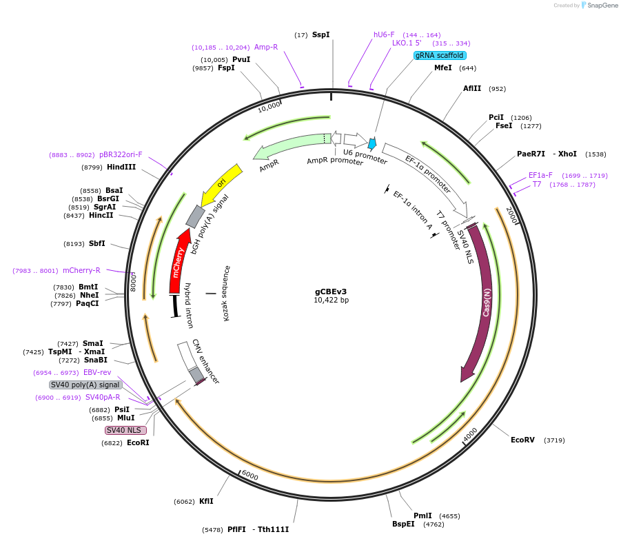 220618-plasmid-map-sequence-id-436973