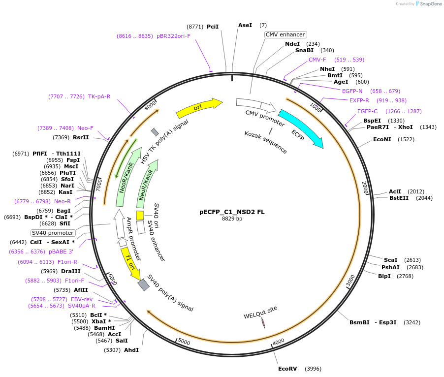 221382-plasmid-map-sequence-id-436975