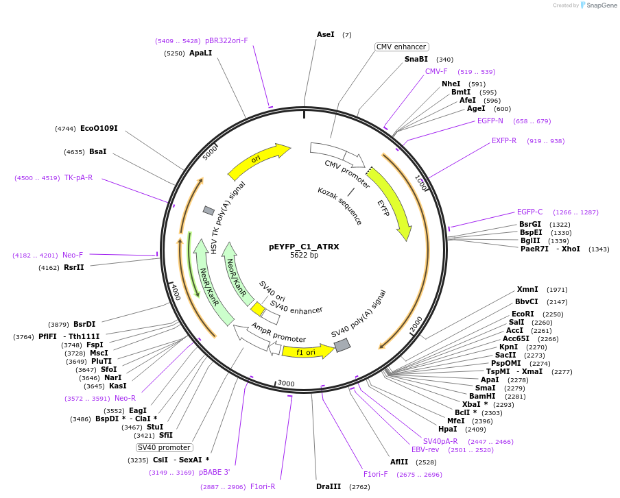 221383-plasmid-map-sequence-id-436976