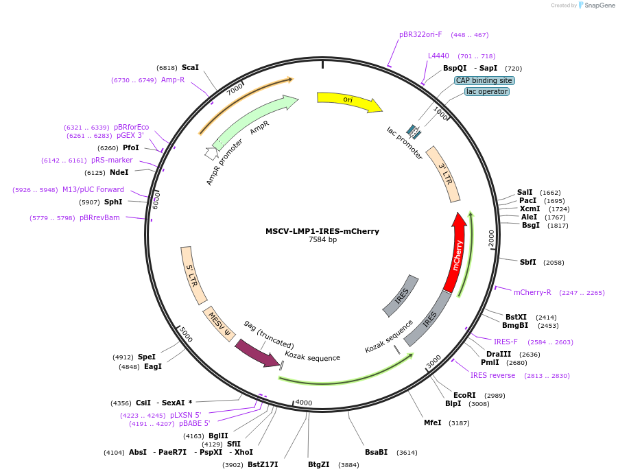 220351-plasmid-map-sequence-id-436979