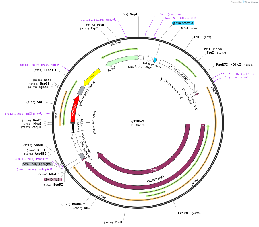 220619-plasmid-map-sequence-id-436981