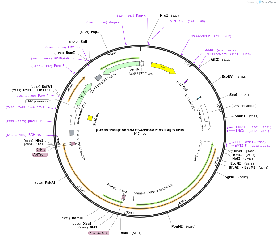 157541-plasmid-map-sequence-id-436988