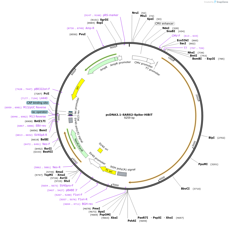 191212-plasmid-map-sequence-id-437009