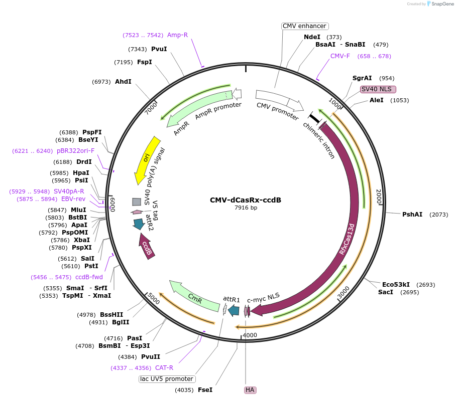 221003-plasmid-map-sequence-id-437014