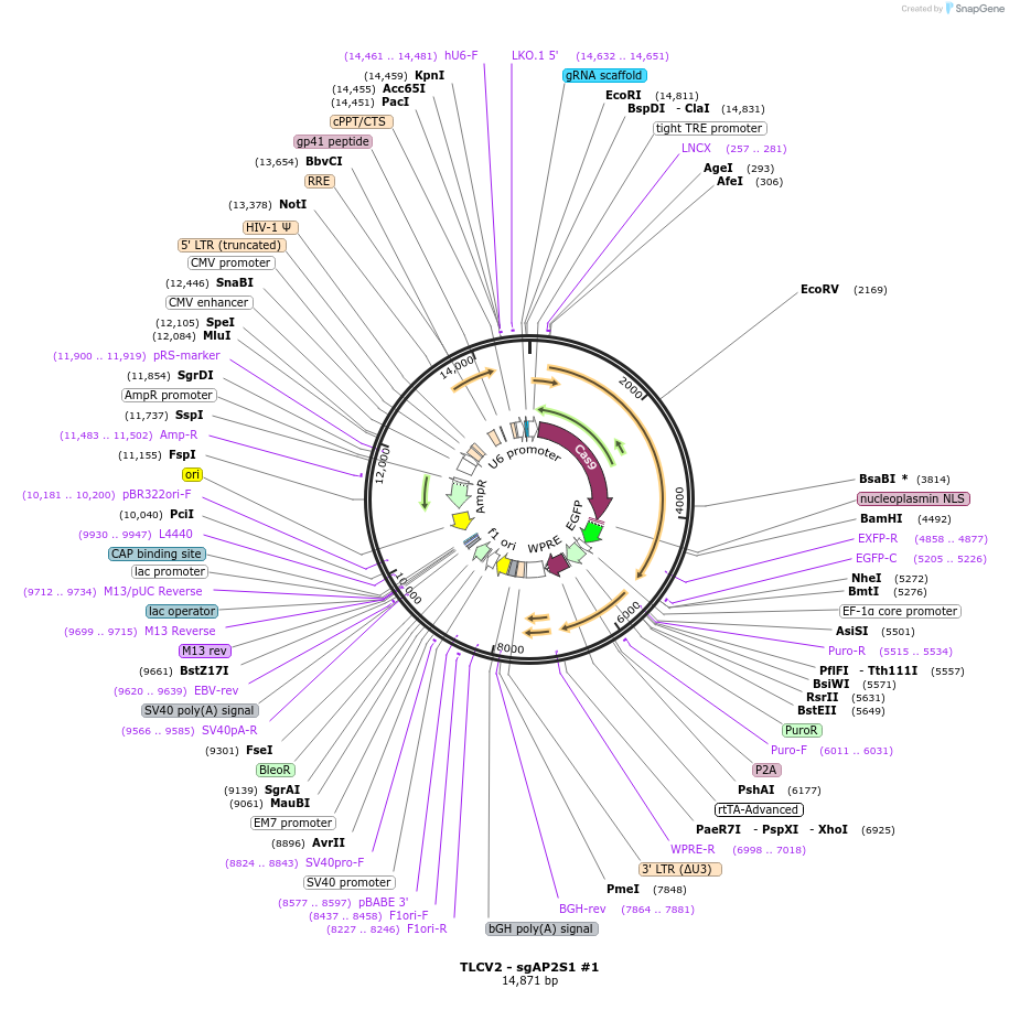 202756-plasmid-map-sequence-id-437018