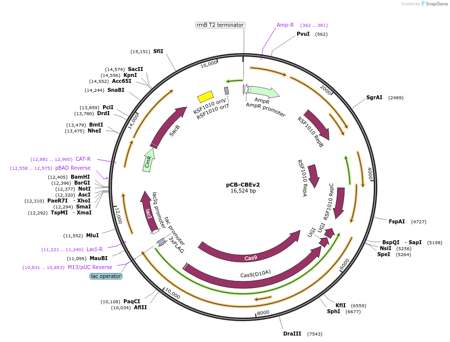 221139-plasmid-map-sequence-id-437031