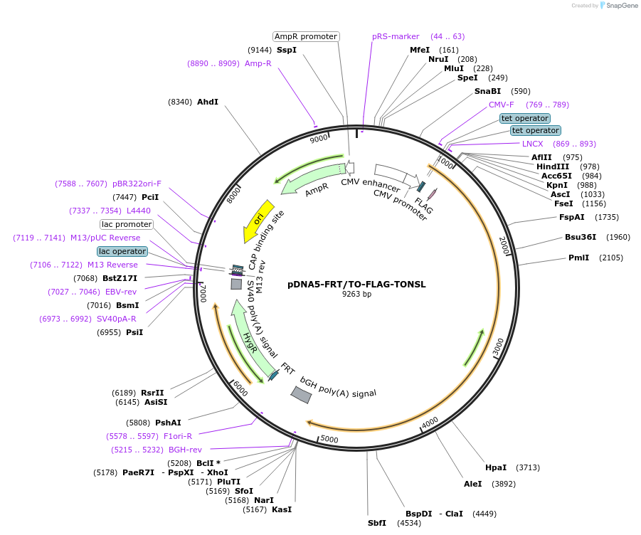 221011-plasmid-map-sequence-id-437033