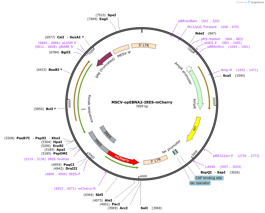 220355-plasmid-map-sequence-id-437048