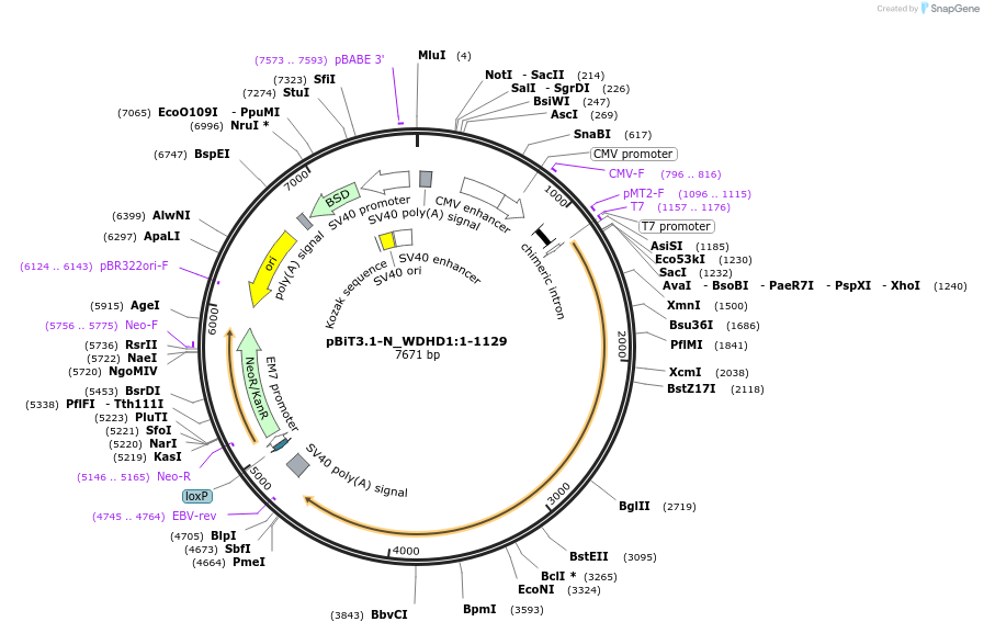 211134-plasmid-map-sequence-id-437049
