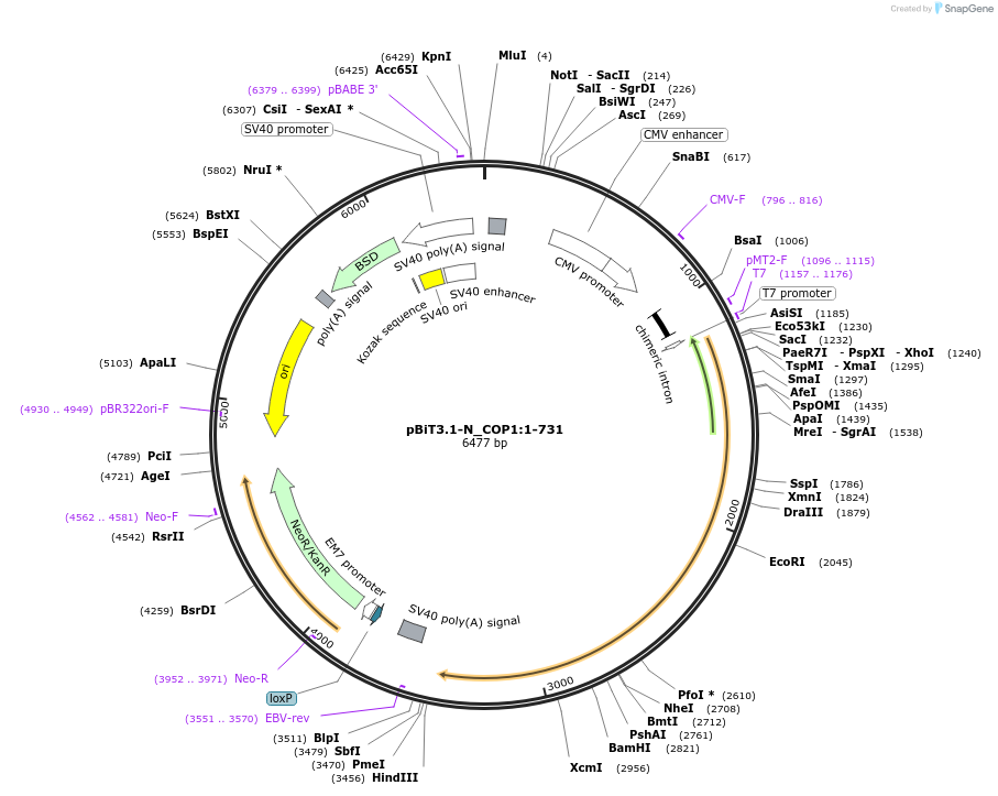 211039-plasmid-map-sequence-id-437056